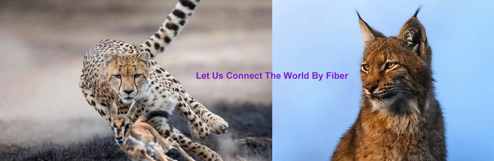 Qualität Fiber Optic Verteilerkasten Fabrik